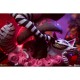 Alice in Wonderland - Game of Hearts Edition Statue Alice in Wonderland - Game of Hearts Edition Statue